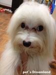 Maltese(Baby) - Maltese Dog