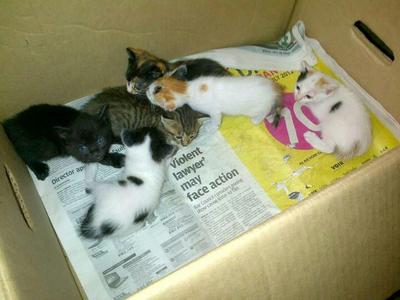 Kittens For Adoption - Domestic Short Hair + Domestic Medium Hair Cat