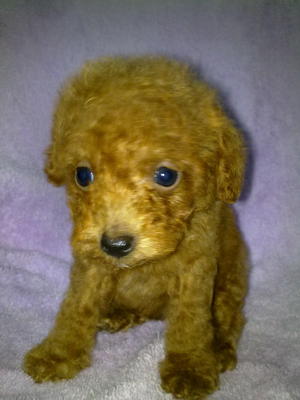 Red Toy Poddle－sold - Poodle Dog