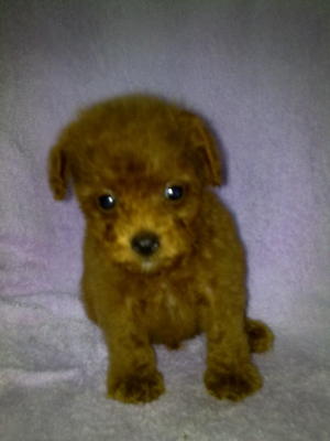 Red Tiny Poodle-more Dark Red-sold - Poodle Dog