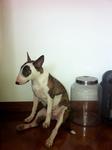 Neoh - Bull Terrier Dog