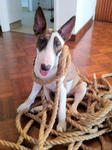 Neoh - Bull Terrier Dog