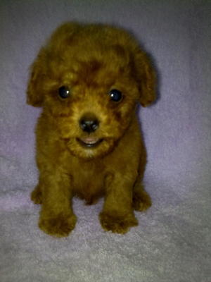 Super Red Tiny Poodle-offer - Poodle Dog