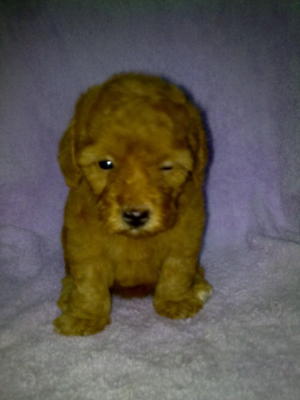 Super Red Toy Poodle-offer - Poodle Dog