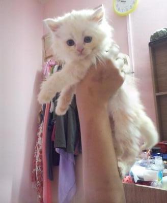 Persian Semi Flat Face - Rm 550 - Persian Cat