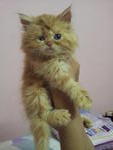 Persian Semi Flat Face - Rm 550 - Persian Cat