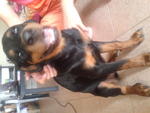 Leo - Rottweiler Dog