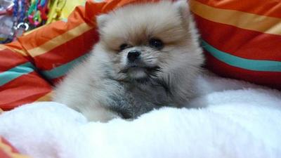 Orange Pomeranian Father Tw Import - Pomeranian Dog