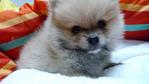 Orange Pomeranian Father Tw Import - Pomeranian Dog