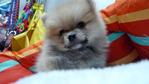 Orange Pomeranian Father Tw Import - Pomeranian Dog