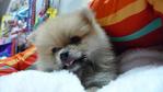 Orange Pomeranian Father Tw Import - Pomeranian Dog