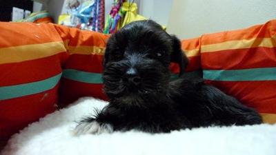 Black Schnauzer   - Schnauzer Dog