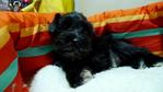 Black Schnauzer   - Schnauzer Dog
