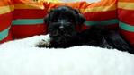 Black Schnauzer   - Schnauzer Dog