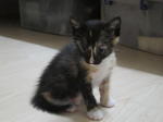 TenTen is a tri-coloured kitty. Left leg and paw has is dressed with golden stripes 