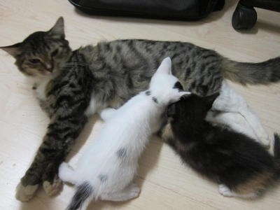 The Queen, Bobo And Tenten - Domestic Short Hair Cat