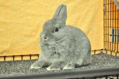 Netherland Dwarf - Blue Otter (Vc) - Netherland Dwarf Rabbit