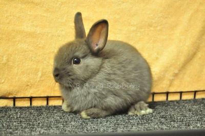 Netherland Dwarf - Chocolate 13 - Netherland Dwarf Rabbit