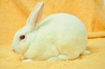 Mini Rex - Rew 13 - Mini Rex Rabbit