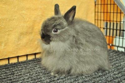 Jersey Wooly - Siamese Sable 13 - Jersey Wooly Rabbit