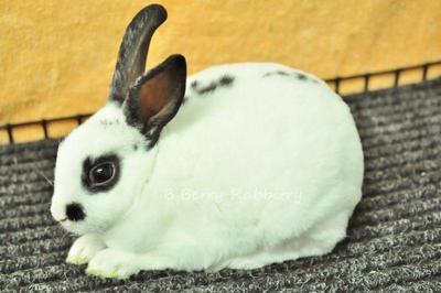 Mini Rex - Broken Black 13 - Mini Rex Rabbit