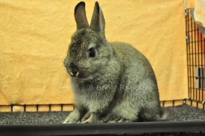 Netherland Dwarf - Chestnut 13 - Netherland Dwarf Rabbit