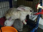 Arnab Daging - Flemish Giant Rabbit