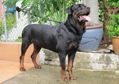 Rottweiler Puppies For Sales - Rottweiler Dog