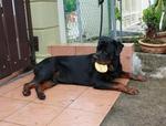 Rottweiler Puppies For Sales - Rottweiler Dog