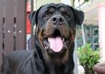 Rottweiler Puppies For Sales - Rottweiler Dog