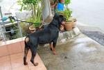 Rottweiler Puppies For Sales - Rottweiler Dog