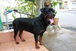 Rottweiler Puppies For Sales - Rottweiler Dog