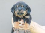 Rottweiler Puppies For Sales - Rottweiler Dog