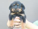 Rottweiler Puppies For Sales - Rottweiler Dog