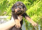 Rottweiler Puppies For Sales - Rottweiler Dog