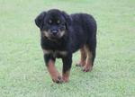 Rottweiler Puppies For Sales - Rottweiler Dog