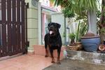 Rottweiler Puppies For Sales - Rottweiler Dog