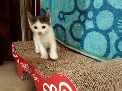 Kittens For Adoption - Domestic Short Hair Cat