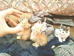 The rest of the kittens 