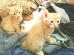 Kittens For Adoption - Domestic Short Hair Cat