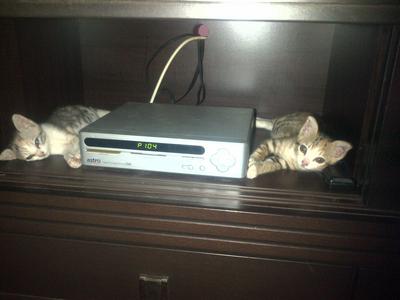 Oshin &amp; Nomie &amp; Palong - Domestic Short Hair Cat