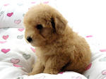 Tansy - Poodle Dog