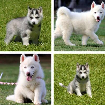 Siberian Husky - Siberian Husky Dog