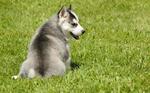 Siberian Husky - Siberian Husky Dog