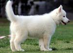 Siberian Husky - Siberian Husky Dog