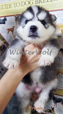 Winterwolf Dream Of Heaven - Siberian Husky Dog