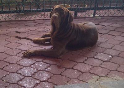 PF33376 - Neapolitan Mastiff Dog