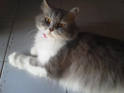 Gg - Persian Cat