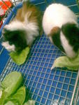 Ceazer and Badzer munching on some fresh lettuce leaves together!!