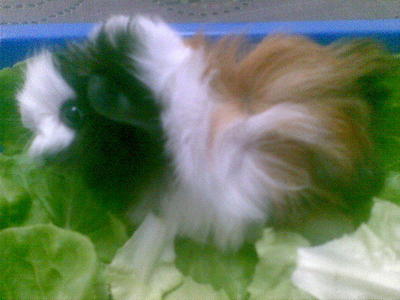 Badger And Ceazer - Guinea Pig Small & Furry